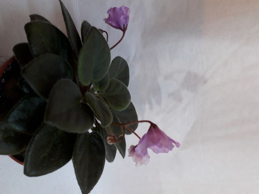  - A a a a a FLORI 2020