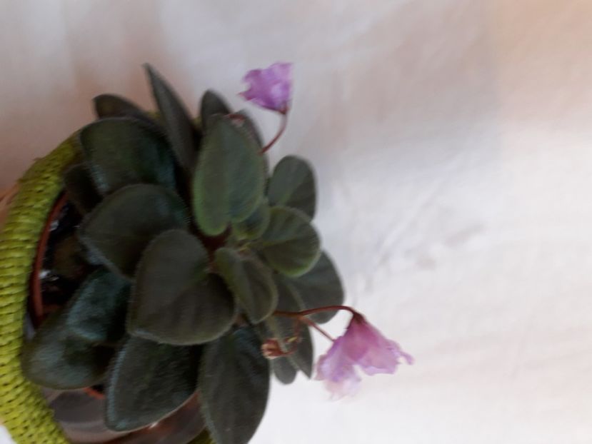  - A a a a a FLORI 2020