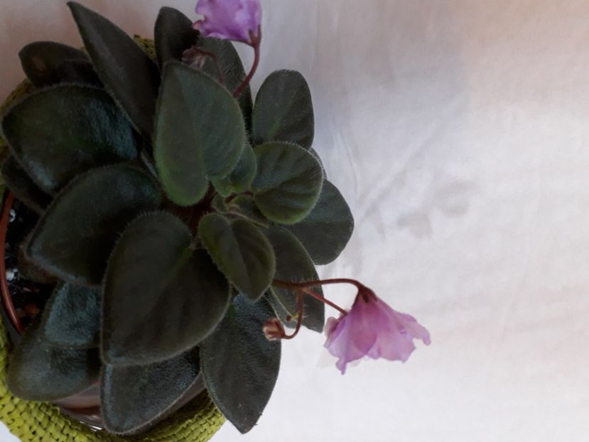  - A a a a a FLORI 2020