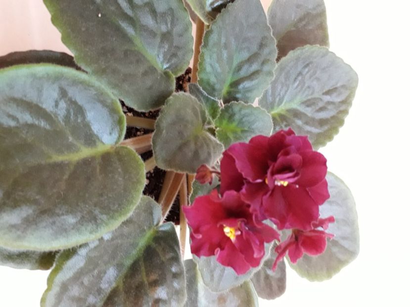  - A a a a a FLORI 2020