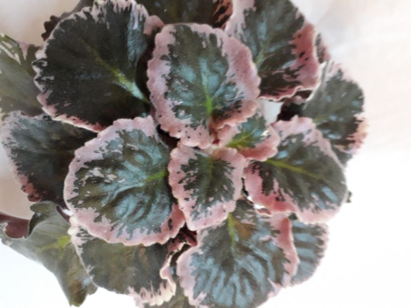  - A a a a a FLORI 2020