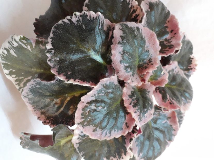  - A a a a a FLORI 2020