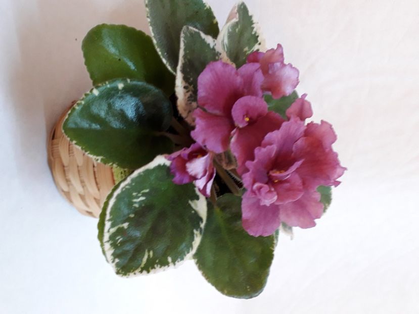  - A a a a a FLORI 2020