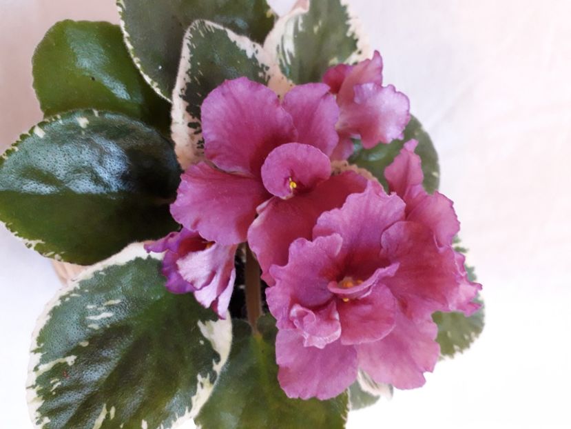  - A a a a a FLORI 2020