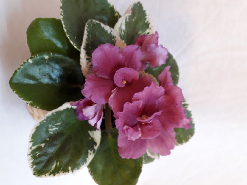  - A a a a a FLORI 2020