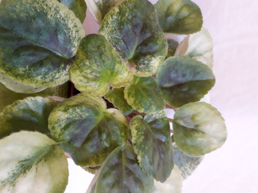  - A a a a a FLORI 2020