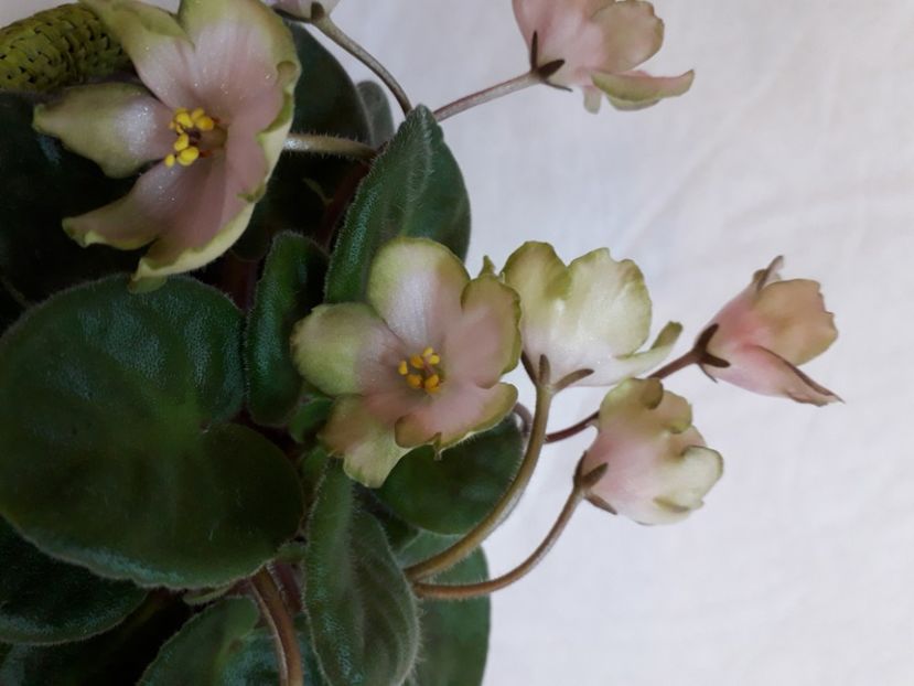  - A a a a a FLORI 2020