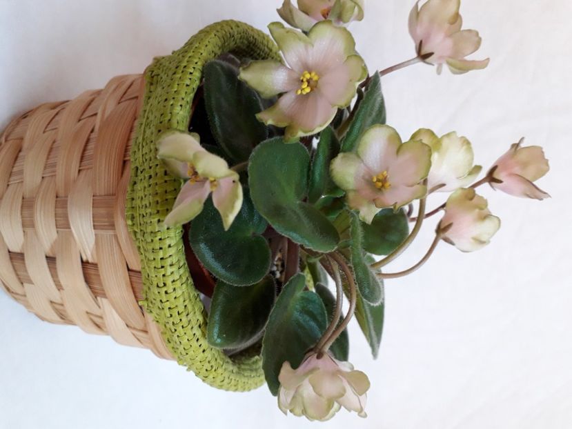  - A a a a a FLORI 2020