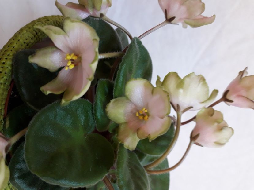  - A a a a a FLORI 2020