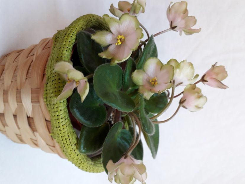  - A a a a a FLORI 2020