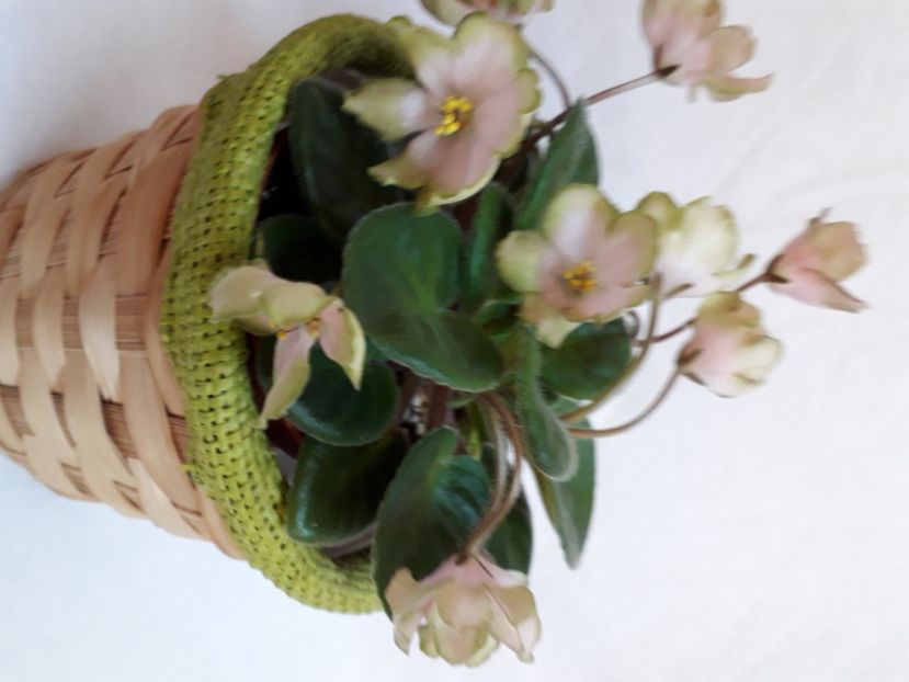  - A a a a a FLORI 2020