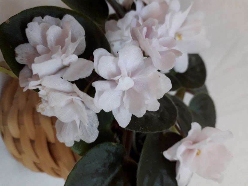  - A a a a a FLORI 2020