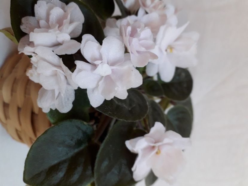  - A a a a a FLORI 2020