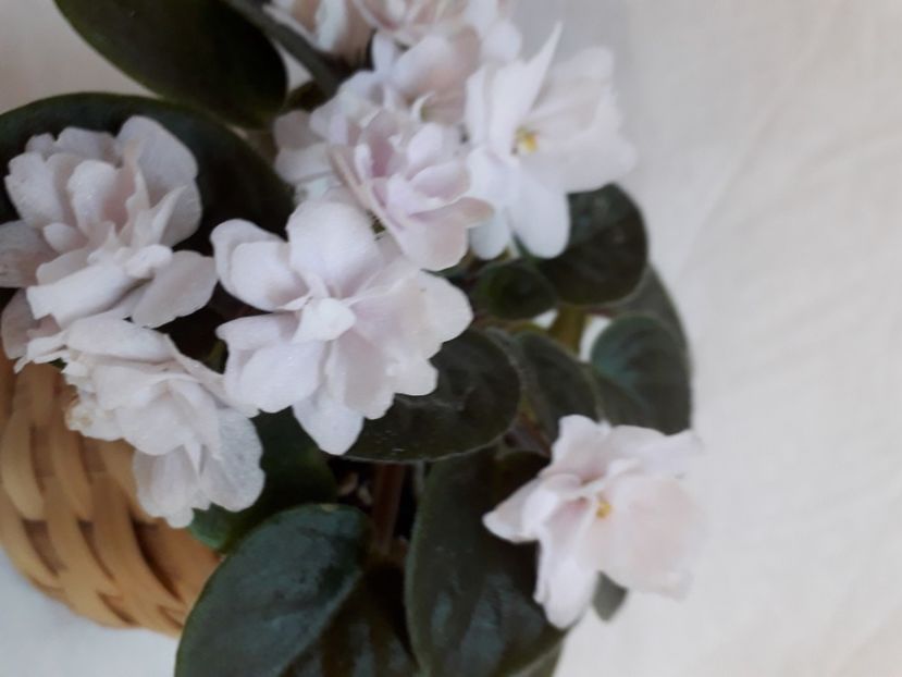  - A a a a a FLORI 2020