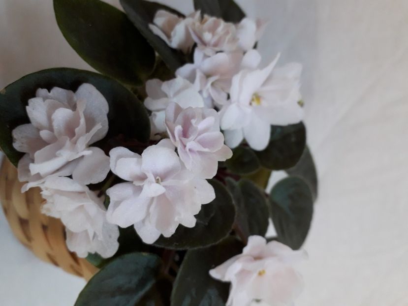  - A a a a a FLORI 2020