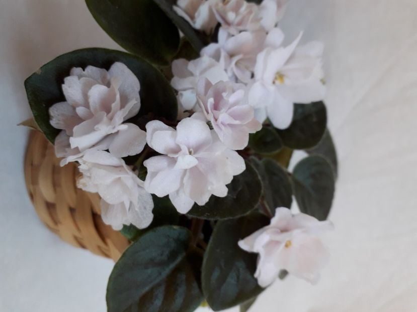  - A a a a a FLORI 2020