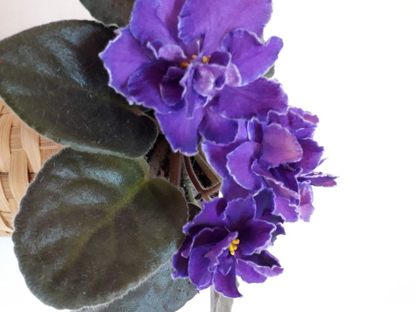  - A a a a a FLORI 2020