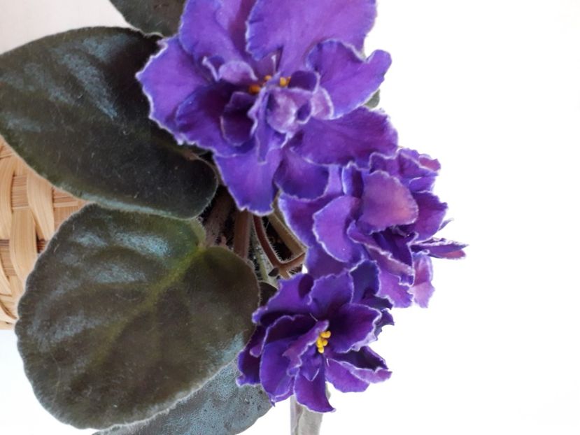  - A a a a a FLORI 2020