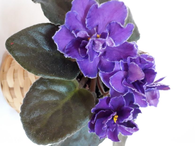  - A a a a a FLORI 2020