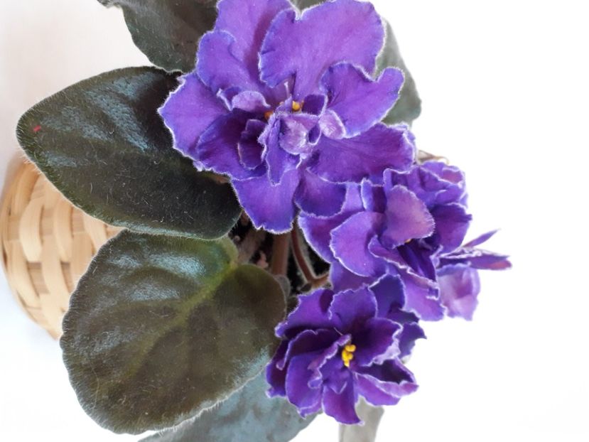  - A a a a a FLORI 2020