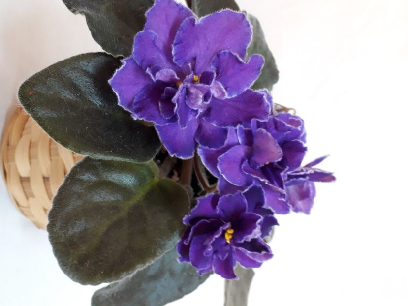  - A a a a a FLORI 2020