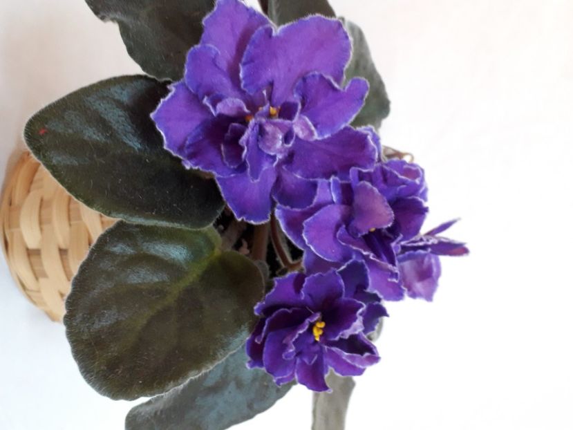  - A a a a a FLORI 2020