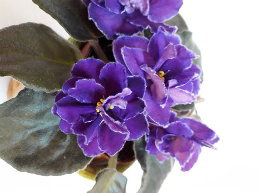  - A a a a a FLORI 2020