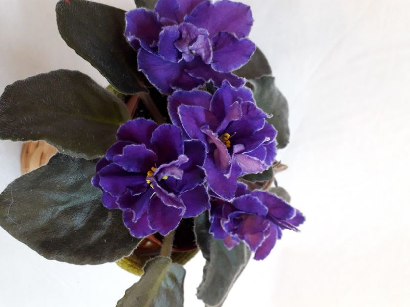  - A a a a a FLORI 2020