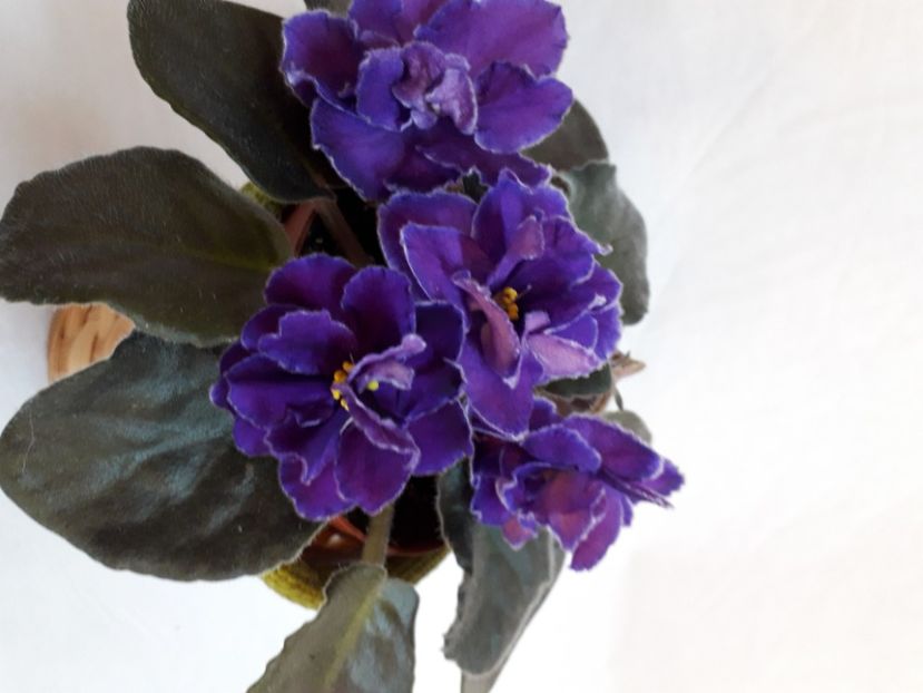  - A a a a a FLORI 2020