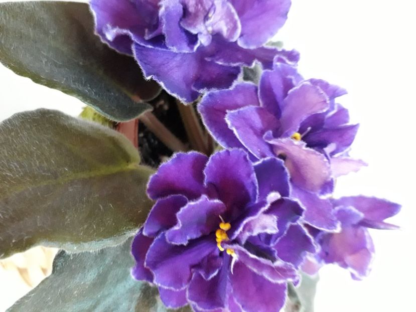  - A a a a a FLORI 2020