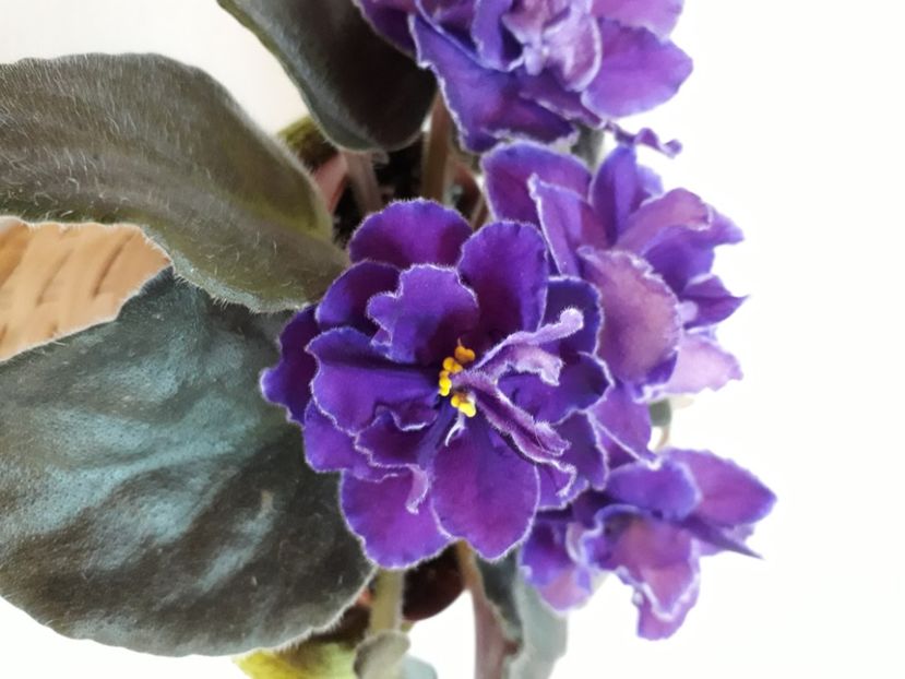  - A a a a a FLORI 2020