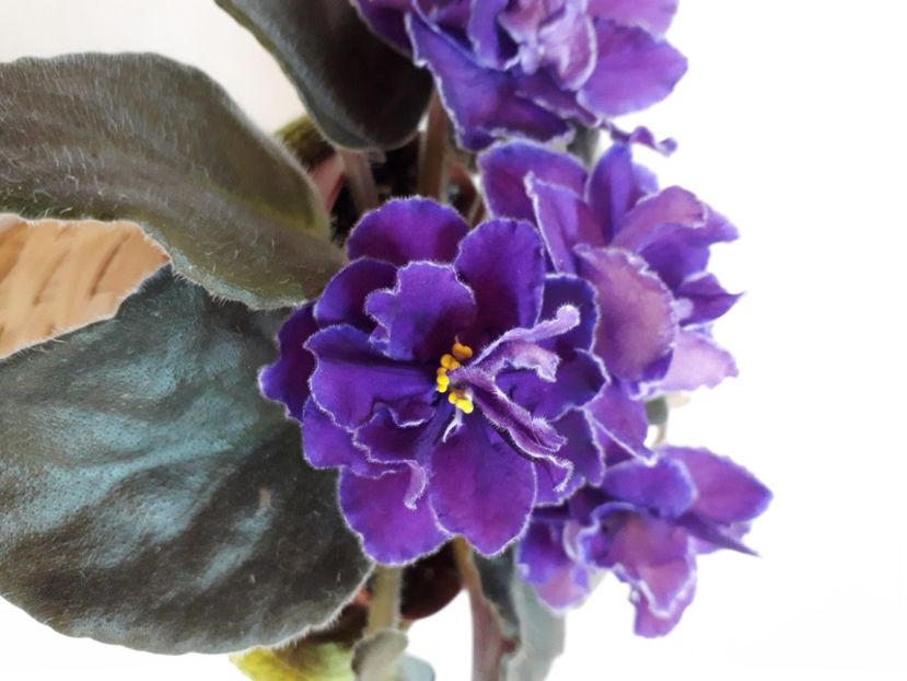  - A a a a a FLORI 2020