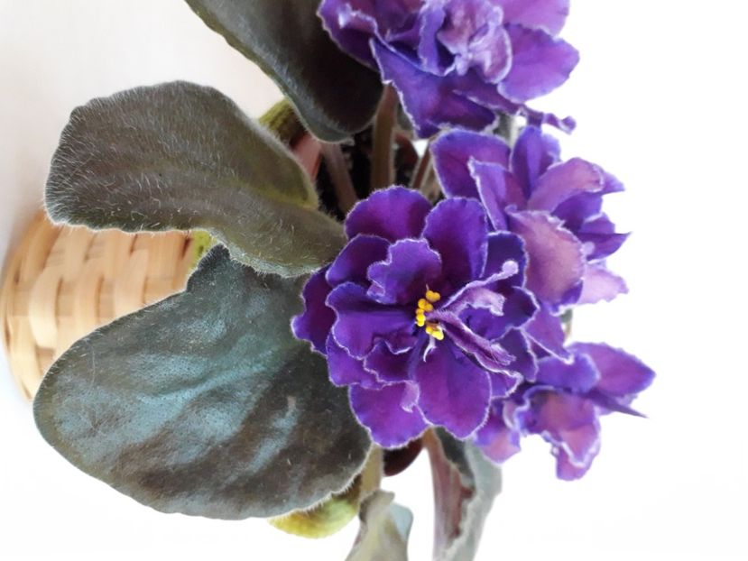  - A a a a a FLORI 2020