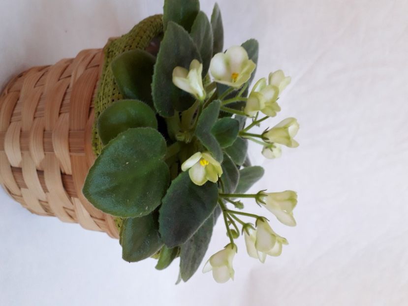  - A a a a a FLORI 2020