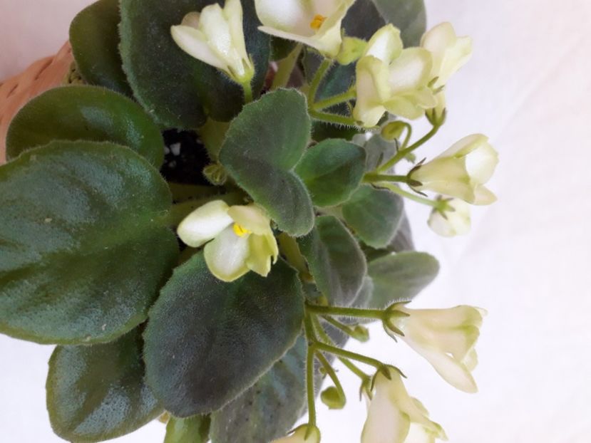  - A a a a a FLORI 2020