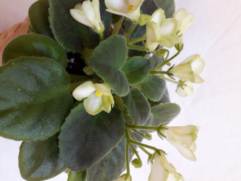  - A a a a a FLORI 2020