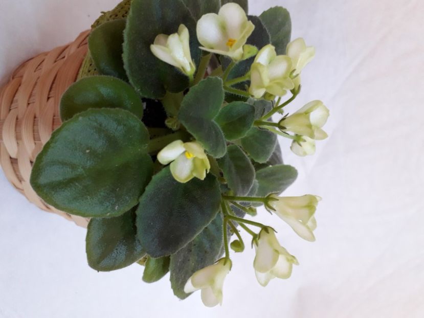  - A a a a a FLORI 2020