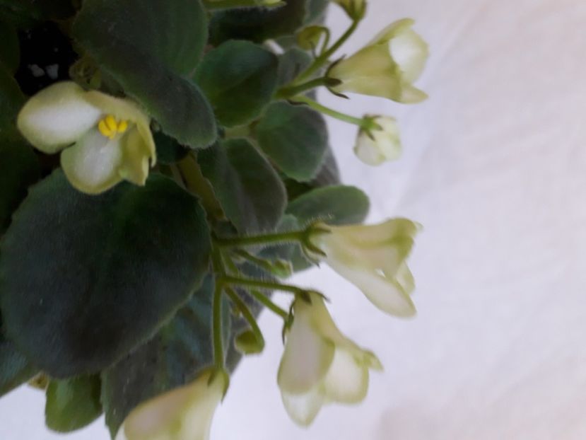  - A a a a a FLORI 2020