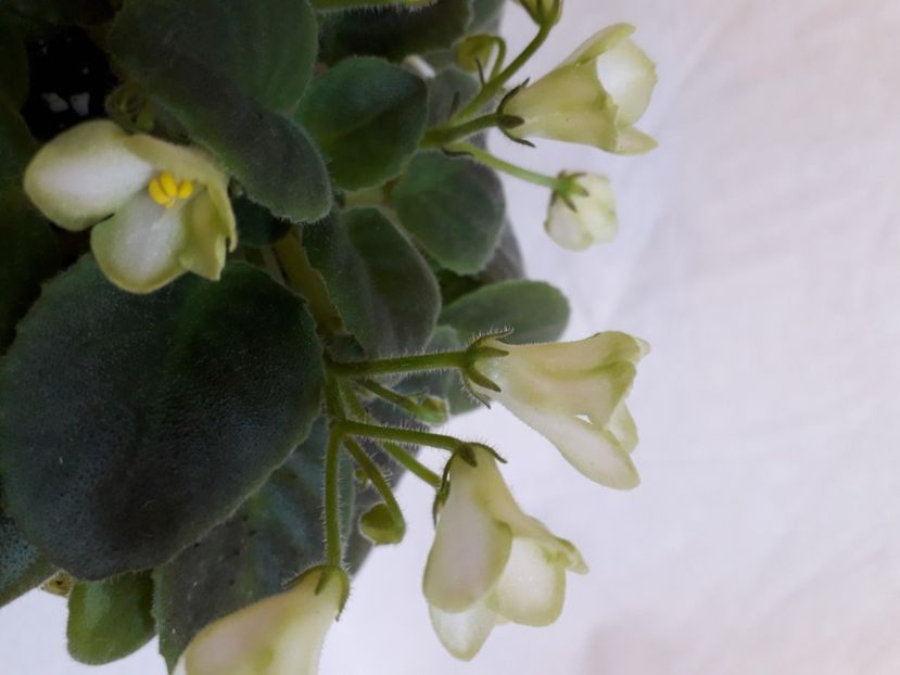  - A a a a a FLORI 2020