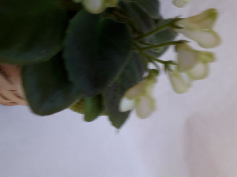  - A a a a a FLORI 2020