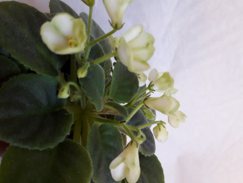  - A a a a a FLORI 2020