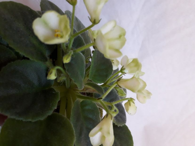  - A a a a a FLORI 2020