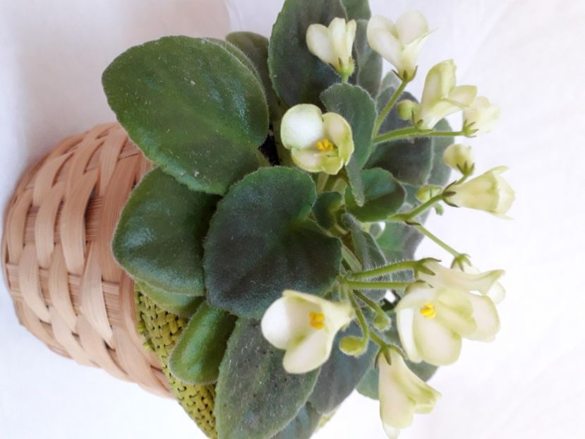  - A a a a a FLORI 2020