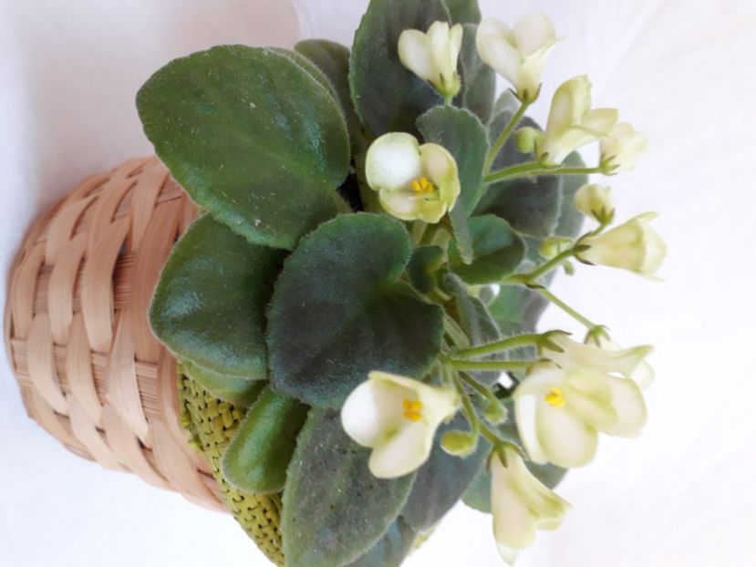  - A a a a a FLORI 2020