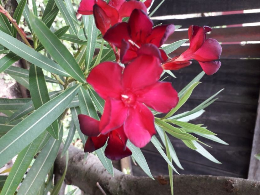  - A a a a a FLORI 2020