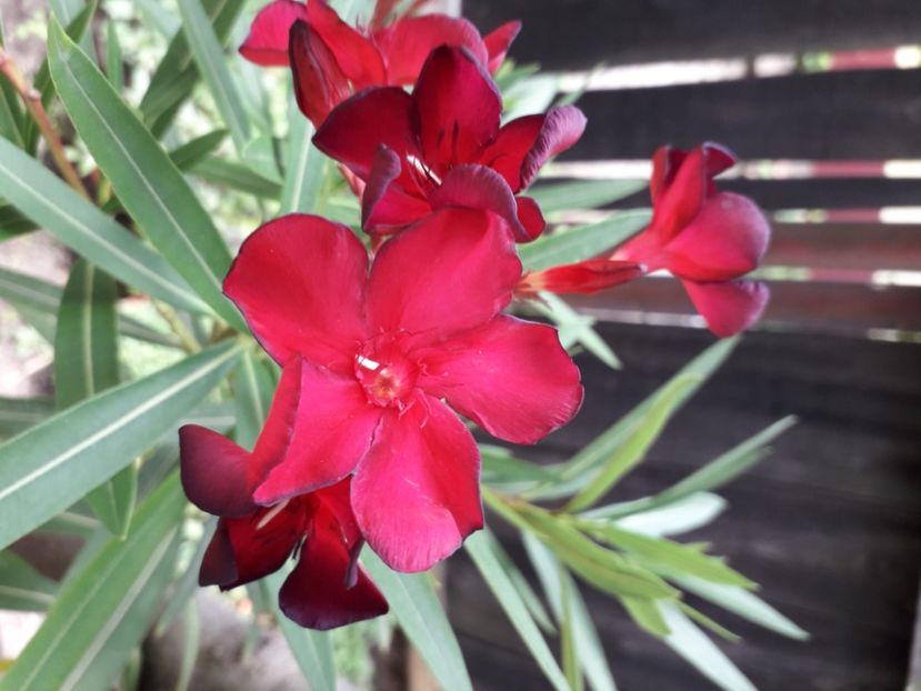  - A a a a a FLORI 2020