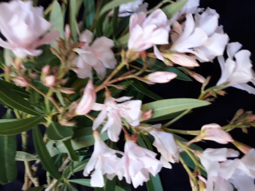  - A a a a a FLORI 2020