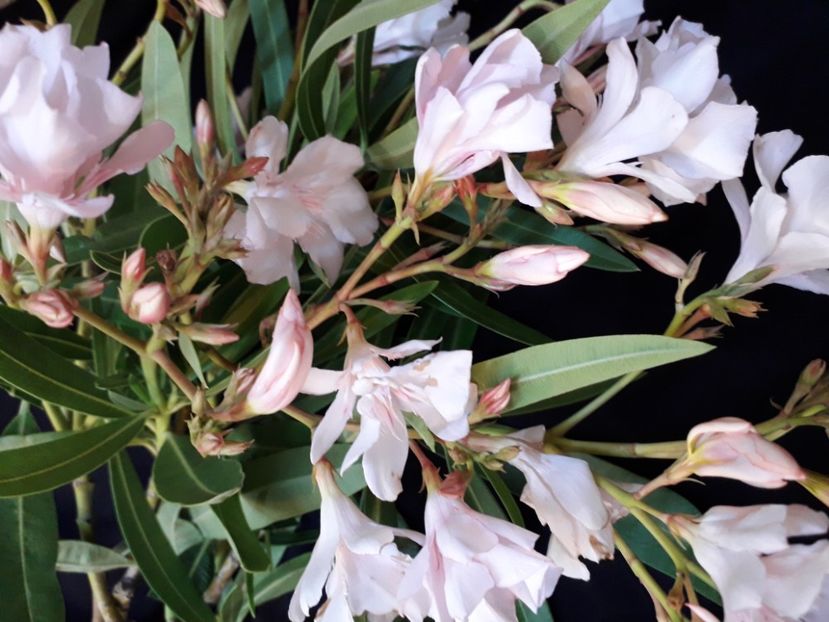  - A a a a a FLORI 2020