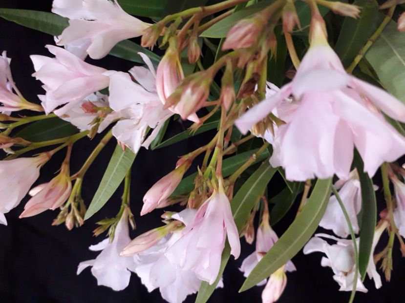  - A a a a a FLORI 2020