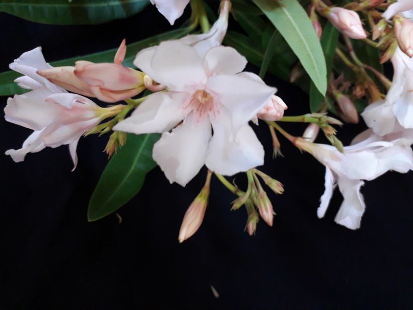  - A a a a a FLORI 2020